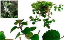 Plectranthus: kujdes në shtëpi, foto të të gjitha varieteteve
