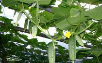 Why are cucumbers barren flowers, and what to do with them? Why are there a lot of barren flowers on cucumbers?