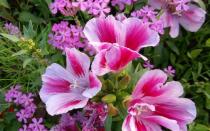Godetia çiçeği: tohumlardan yetişmek ve ne zaman ekileceği