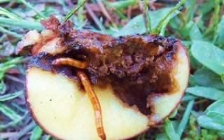 Patateslerdeki tel kurtlarıyla nasıl başa çıkılır - çarelerin gözden geçirilmesi