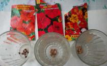 Nasturtium: házi magvak termesztésének szabályai Mennyi ideig tart a nasturtium virágzása vetés után
