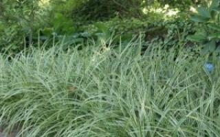 Decorative sedge: cultivation and care, varieties Caring for sedge