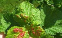 Третиране на касис и цариградско грозде срещу вредители през пролетта Кога и с какво да пръскате касис през пролетта