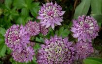 Astrantia - красиво медоносно растение