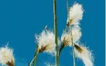 Cotton grass: pangangalaga, pagtutubig, larawan, pagpaparami