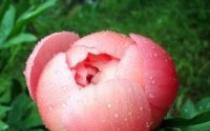 Peonies (15 photos): what types are there - planting, care, reproduction