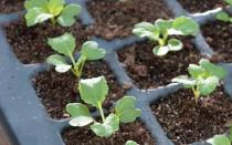 Lahana lahanası: faydalı özellikleri, ekimi ve bakımı
