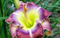 Kwiat irysa: opis i rodzaje, zdjęcie