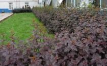 Shrubs for hedges are frost-resistant and fast-growing, plants used for them