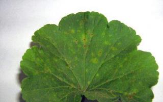 Pests and diseases of pelargonium