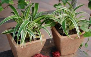 Chlorophytum: jótékony tulajdonságai, otthon tartható-e a Chlorophytum otthon?