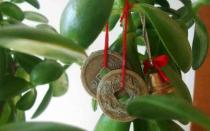 Как размножается денежное дерево в домашних условиях?